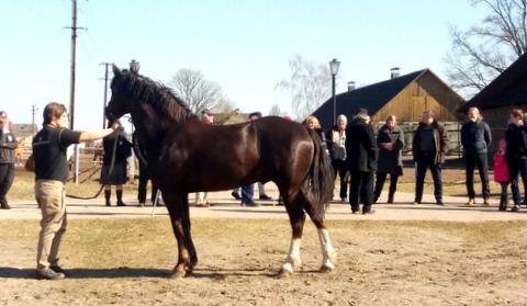 13 Tori täku Alderman esitus