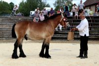Rootsi ardenni täkk Herman Hedning 2016 sünd isa Massiv 11844 RA omaniku Lasna Talu esitab Boris Razumov