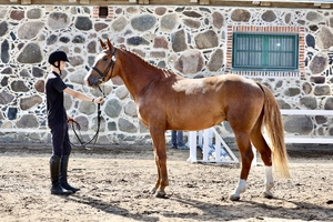 PRONTON TR pilt21